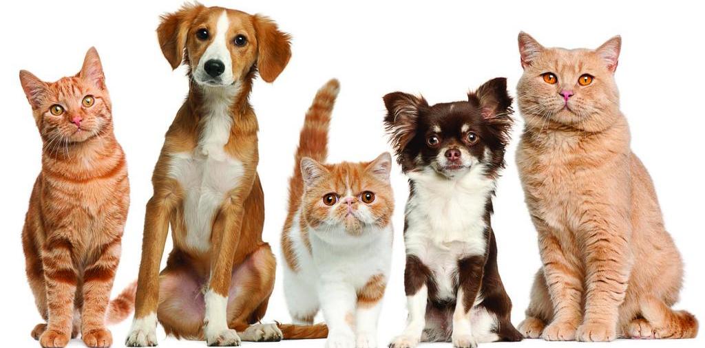 Доска объявлений о животных | ЗооТом - продажа, вязка и услуги для животных в Кадошкино