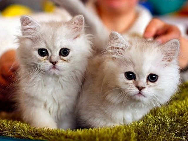 Породы кошек в Кадошкино | ЗооТом портал о животных