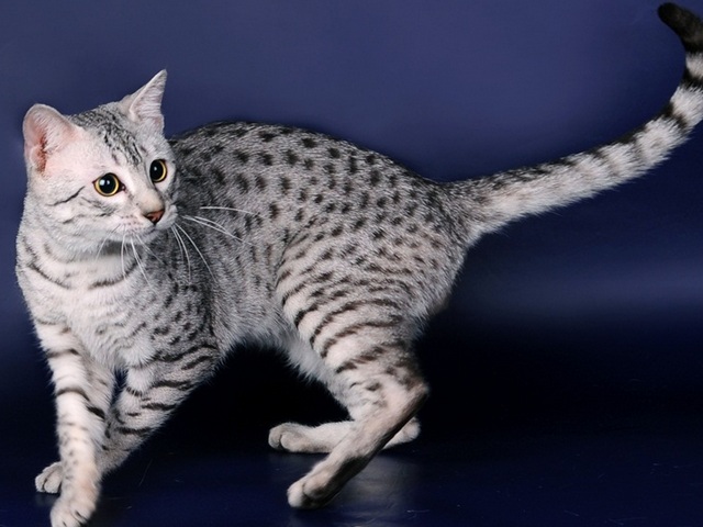 Породы кошек в Кадошкино | ЗооТом портал о животных