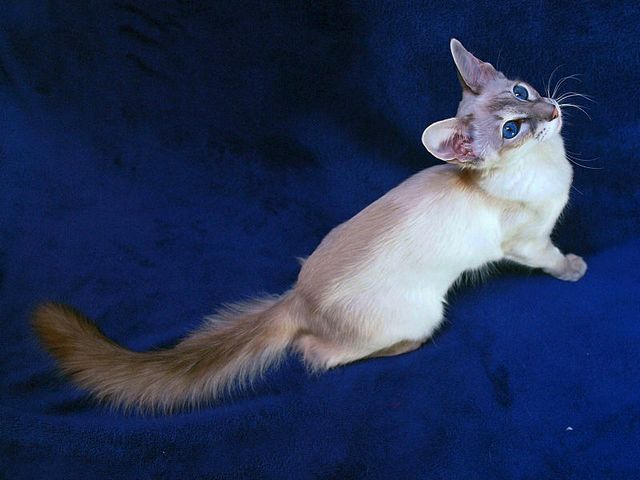 Выведенные породы кошек в Кадошкино | ЗооТом портал о животных