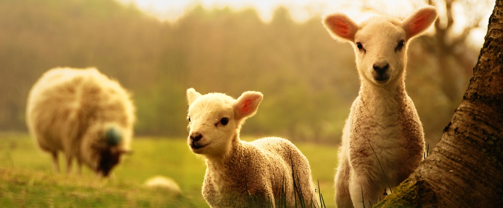 Объявления о сельскохозяйственных животных | ЗооТом - продажа, вязка и услуги для животных в Кадошкино