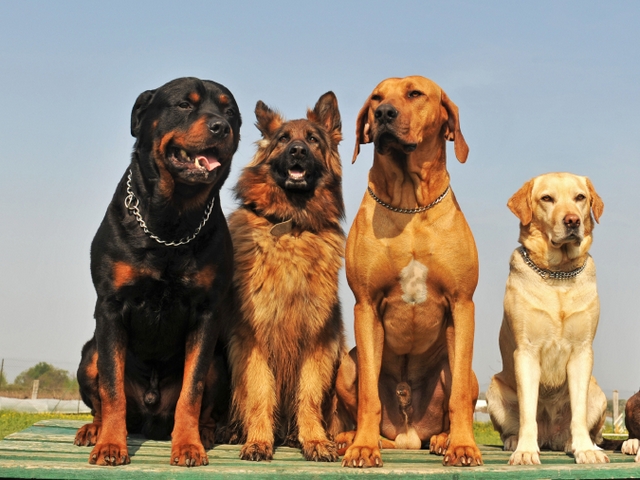 Крупные породы собак в Кадошкино | ЗооТом портал о животных