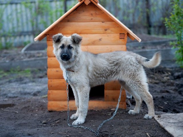 Все о собаках в Кадошкино